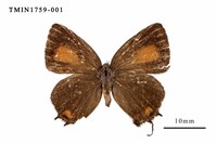 藏品(渡氏烏灰蝶)的圖片